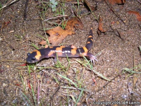 Large-blotched Ensatina (Ensatina eschscholtzii klauberi)