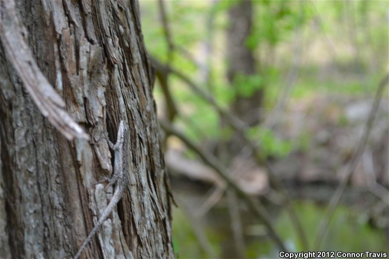 Texas Tree Lizard (Urosaurus ornatus ornatus)