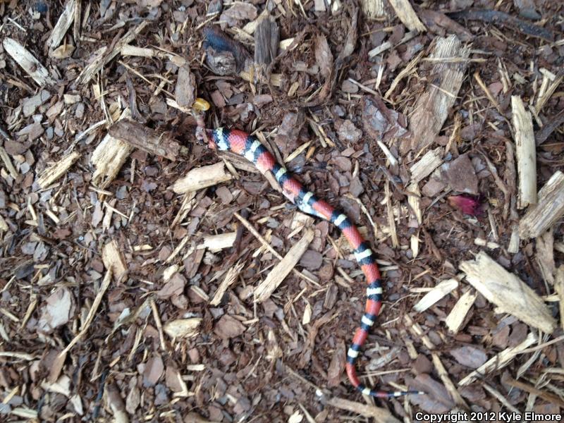 Louisiana Milksnake (Lampropeltis triangulum amaura)