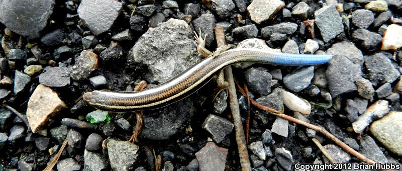 Northern Brown Skink (Plestiodon gilberti placerensis)