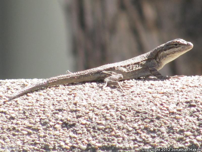 Colorado River Tree Lizard (Urosaurus ornatus symmetricus)