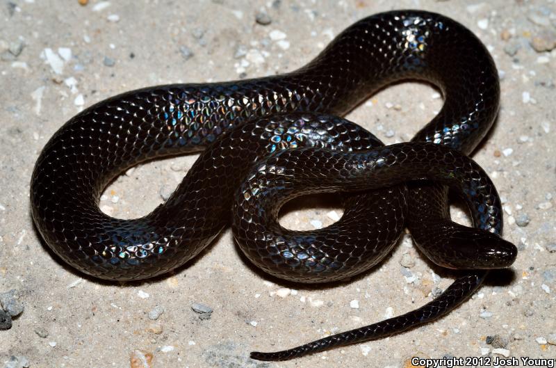 South Florida Swampsnake (Seminatrix pygaea cyclas)