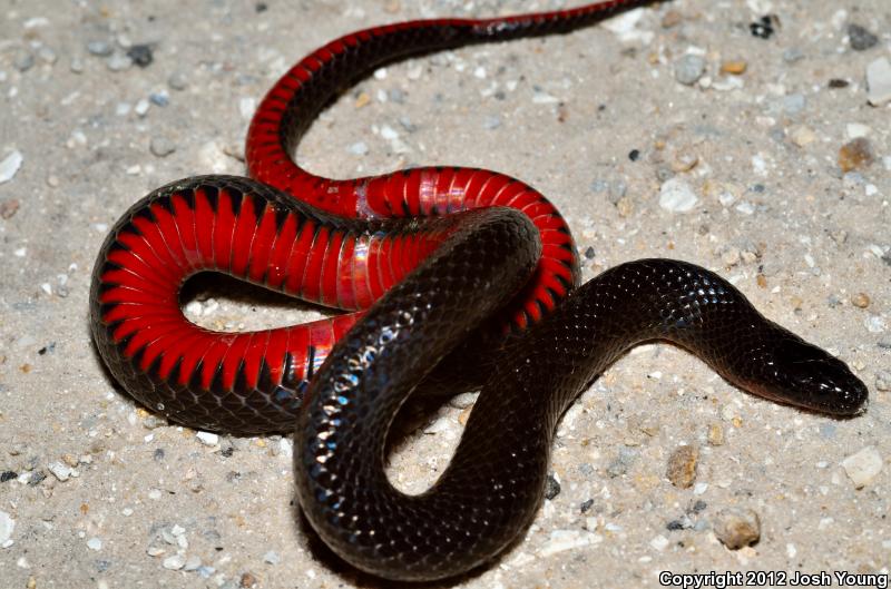 South Florida Swampsnake (Seminatrix pygaea cyclas)