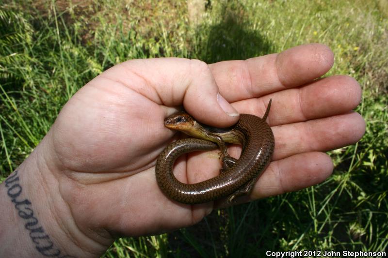 Northern Brown Skink (Plestiodon gilberti placerensis)