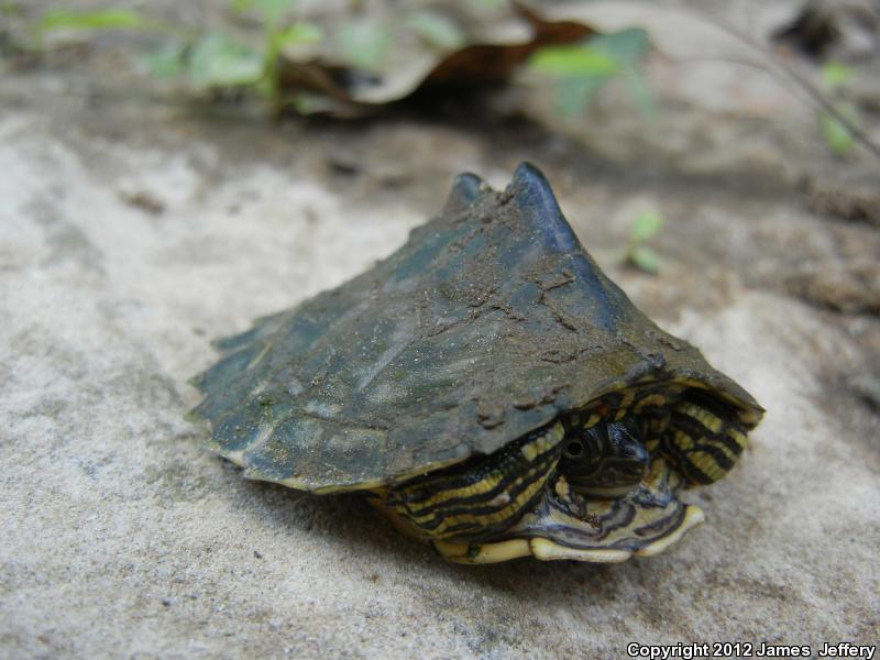 Escambia Map Turtle (Graptemys ernsti)