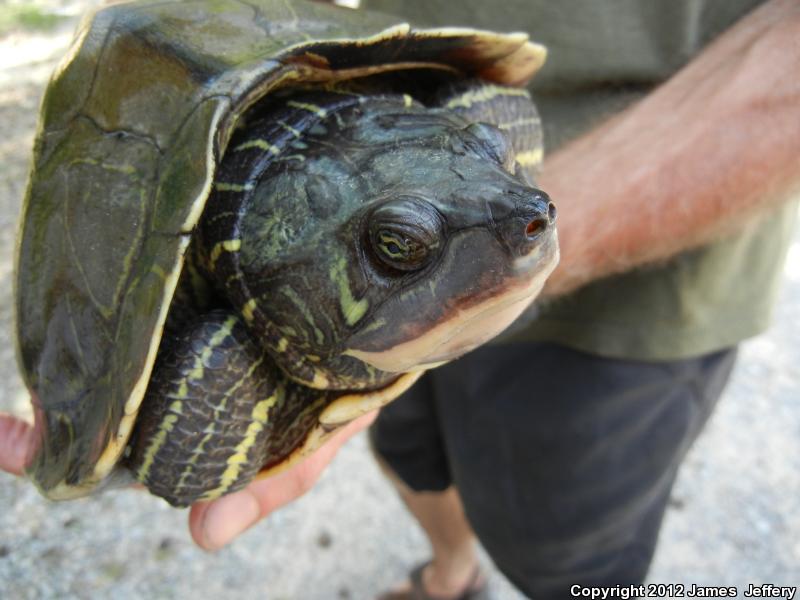 Escambia Map Turtle (Graptemys ernsti)