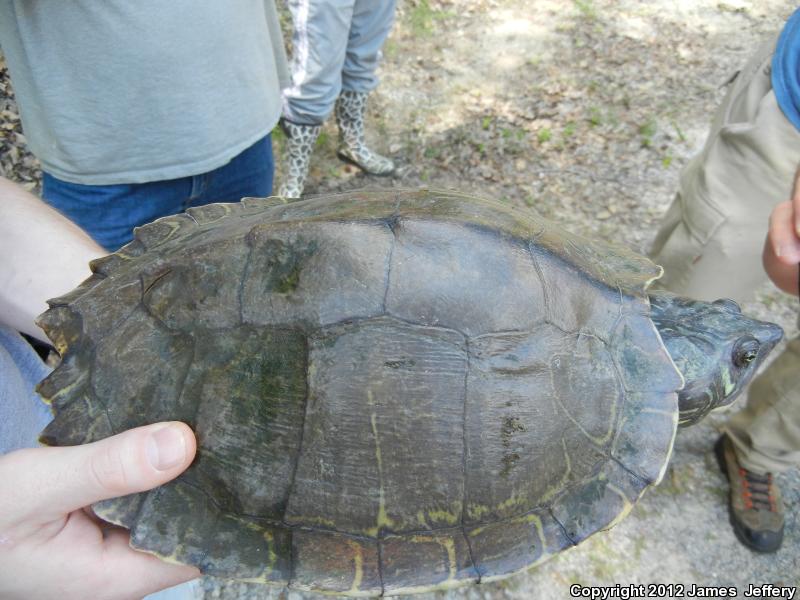Escambia Map Turtle (Graptemys ernsti)
