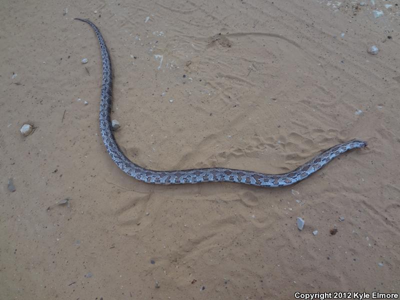 Slowinski's Cornsnake (Pantherophis slowinskii)