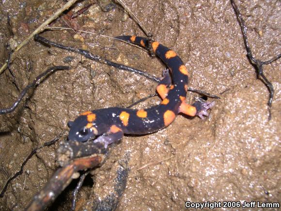 Large-blotched Ensatina (Ensatina eschscholtzii klauberi)