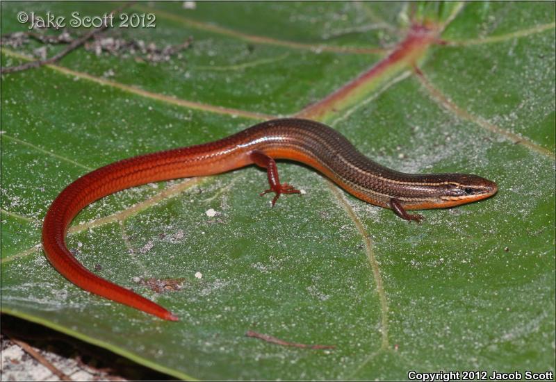 Florida Keys Mole Skink (Plestiodon egregius egregius)