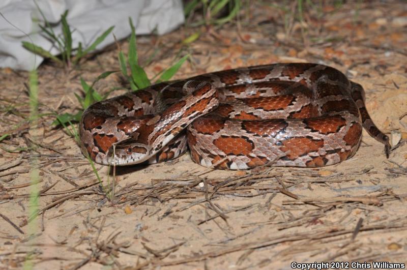 Slowinski's Cornsnake (Pantherophis slowinskii)