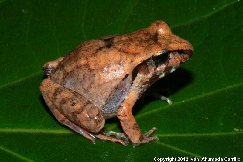 Taylor's Barking Frog (Craugastor occidentalis)