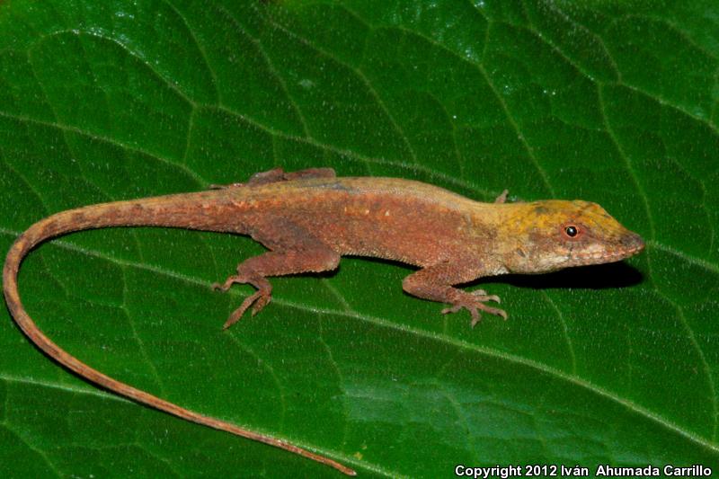 Clouded Anole (Anolis nebulosus)