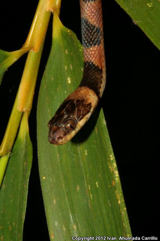 Southwestern Cat-eyed Snake (Leptodeira maculata)