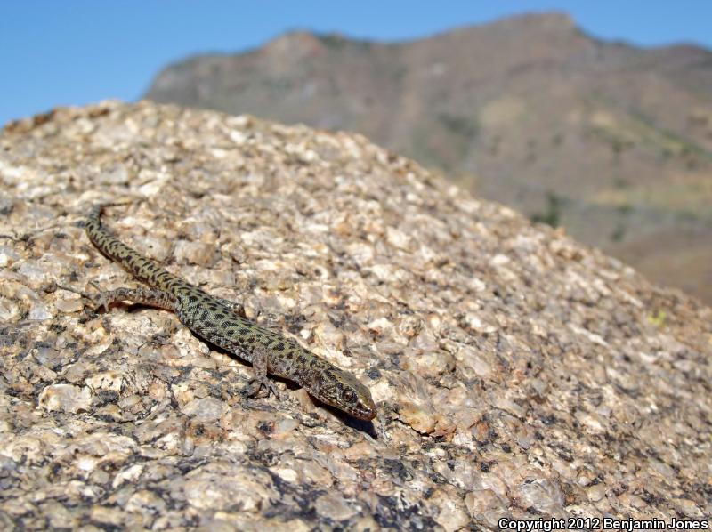 Bezy's Night Lizard (Xantusia bezyi)