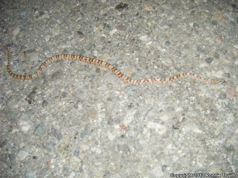 Western Lyresnake (Trimorphodon biscutatus biscutatus)