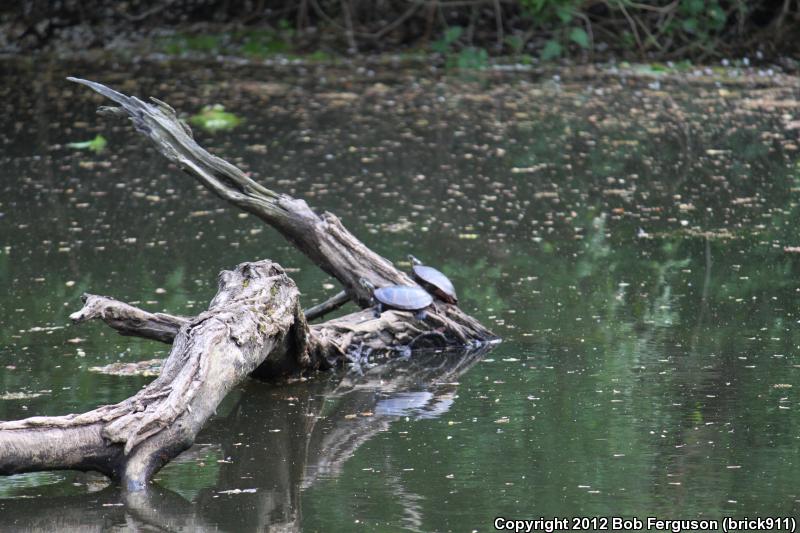Eastern Painted Turtle (Chrysemys picta picta)