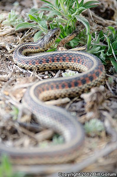 New Mexico Gartersnake (Thamnophis sirtalis dorsalis)