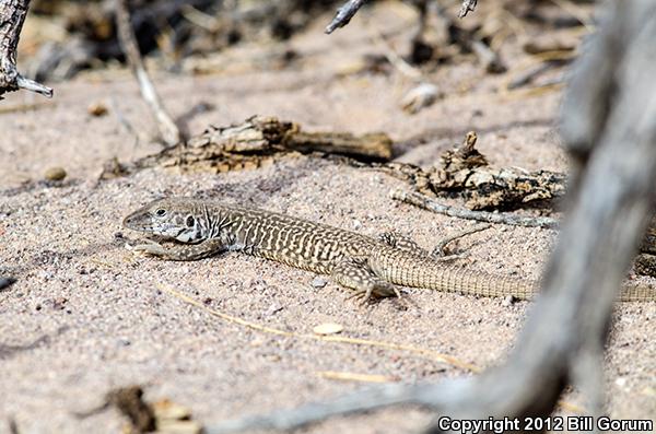 Western Marbled Whiptail (Aspidoscelis marmorata marmorata)