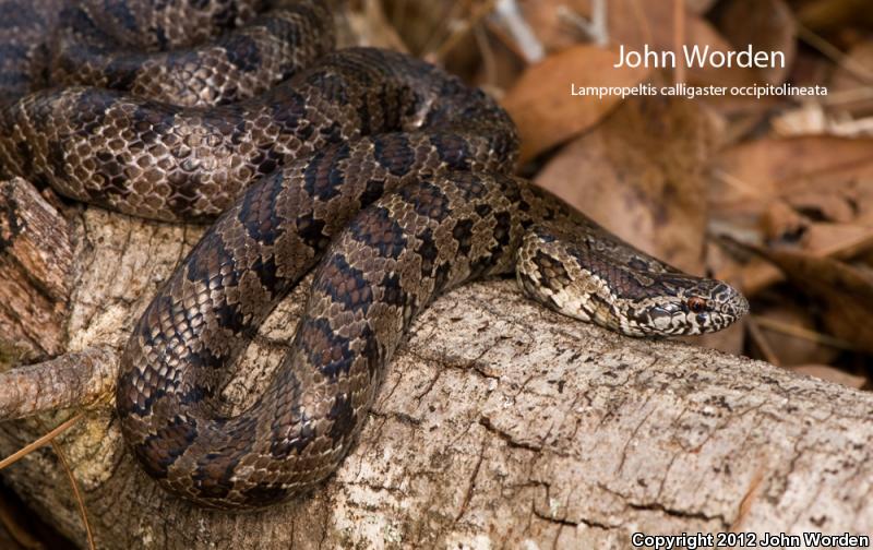 South Florida Mole Kingsnake (Lampropeltis calligaster occipitolineata)