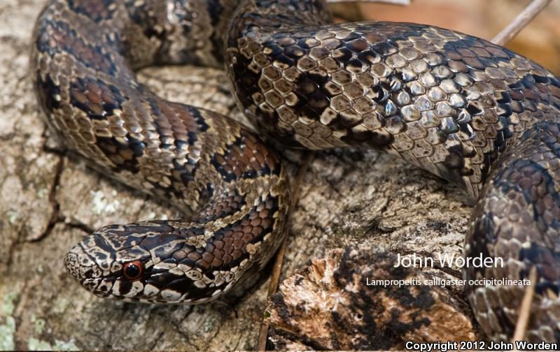 South Florida Mole Kingsnake (Lampropeltis calligaster occipitolineata)