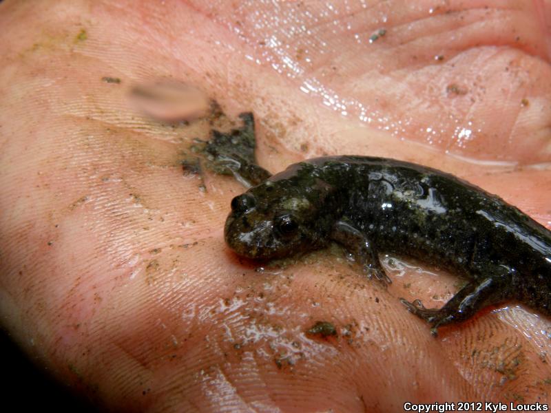 Southern Dusky Salamander (Desmognathus auriculatus)