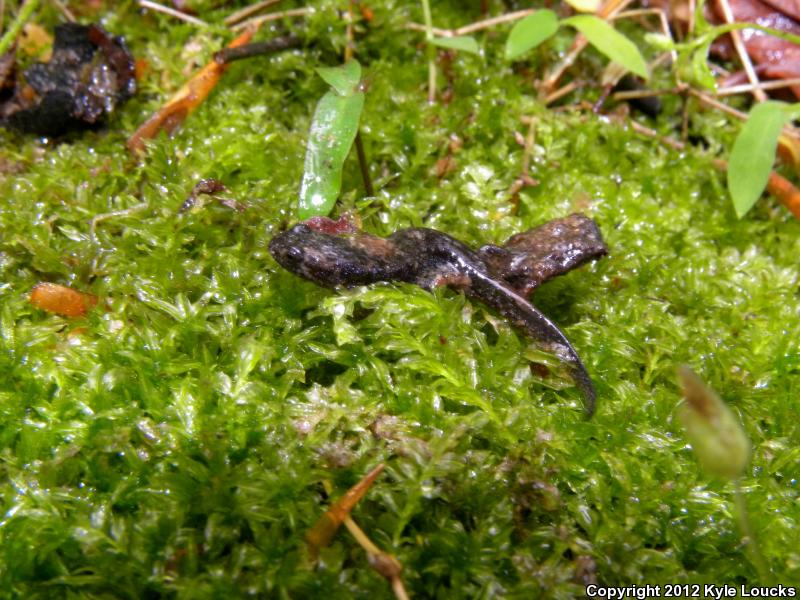 Southern Dusky Salamander (Desmognathus auriculatus)