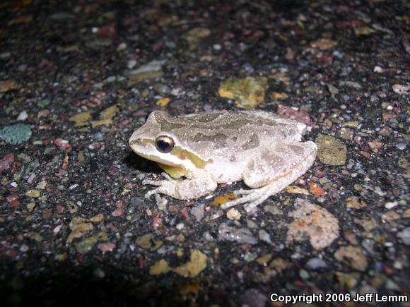 Baja California Treefrog (Pseudacris hypochondriaca)