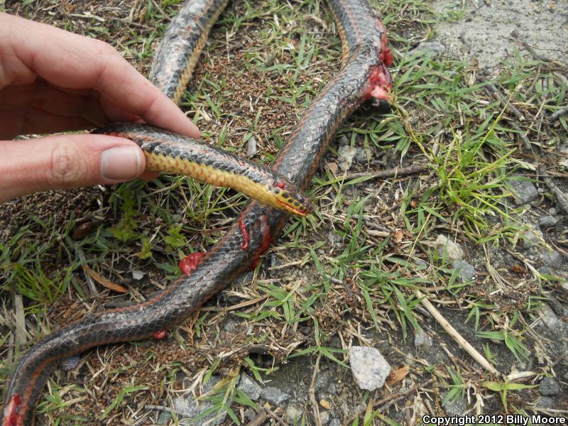 Common Rainbow Snake (Farancia erytrogramma erytrogramma)