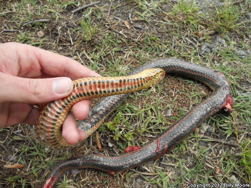 Common Rainbow Snake (Farancia erytrogramma erytrogramma)