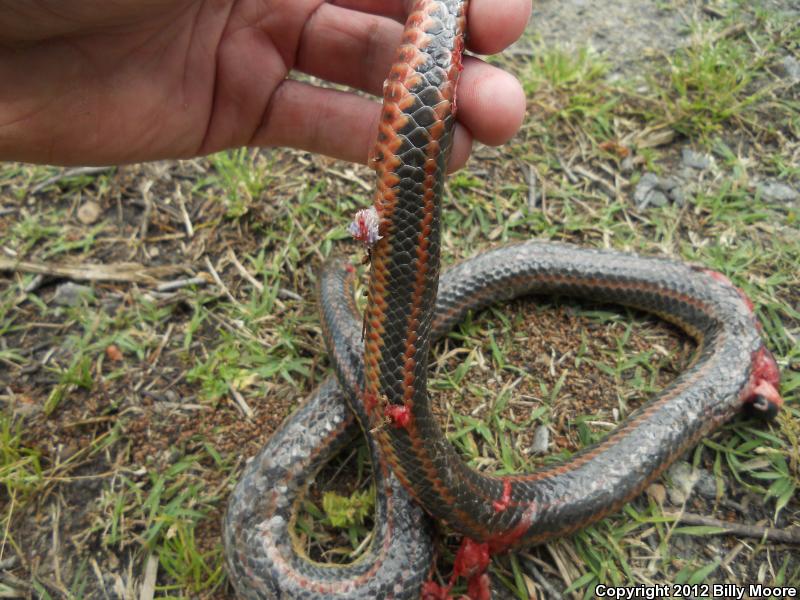 Common Rainbow Snake (Farancia erytrogramma erytrogramma)