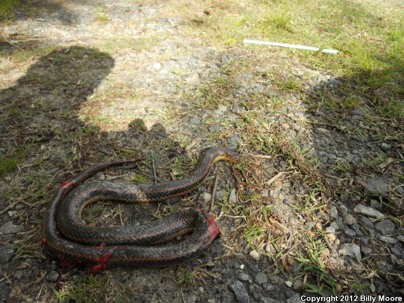 Common Rainbow Snake (Farancia erytrogramma erytrogramma)