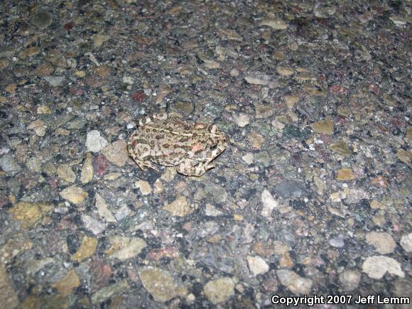 Southern California Toad (Anaxyrus boreas halophilus)