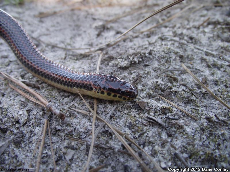 Common Rainbow Snake (Farancia erytrogramma erytrogramma)