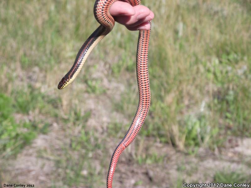 Common Rainbow Snake (Farancia erytrogramma erytrogramma)