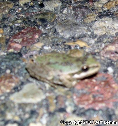 Baja California Treefrog (Pseudacris hypochondriaca)