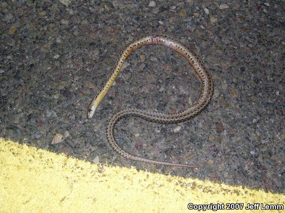 San Diego Gopher Snake (Pituophis catenifer annectens)