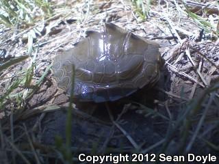 Barbour's Map Turtle (Graptemys barbouri)