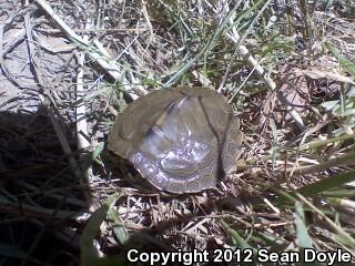 Barbour's Map Turtle (Graptemys barbouri)