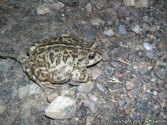 Southern California Toad (Anaxyrus boreas halophilus)