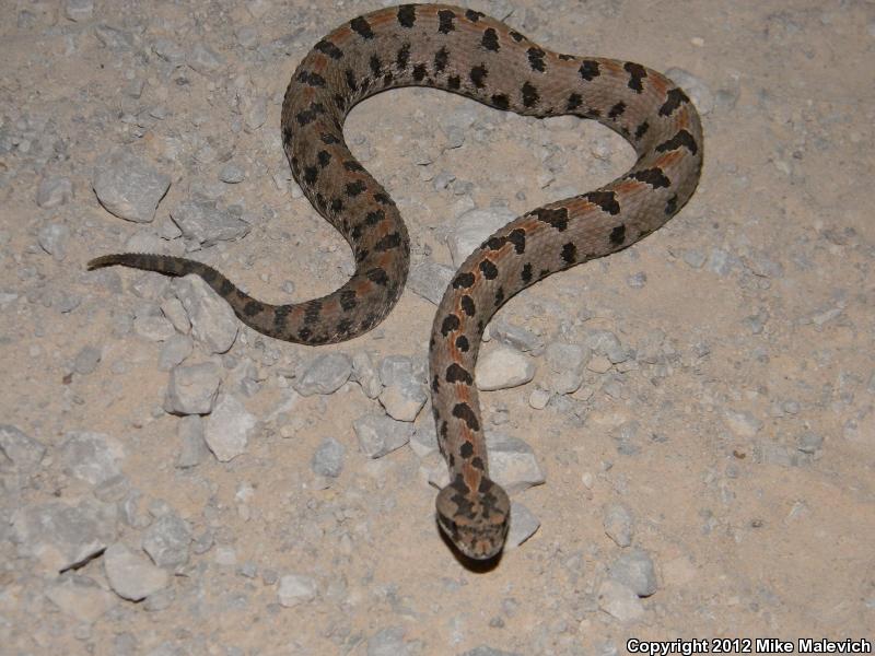 Western Pigmy Rattlesnake (Sistrurus miliarius streckeri)