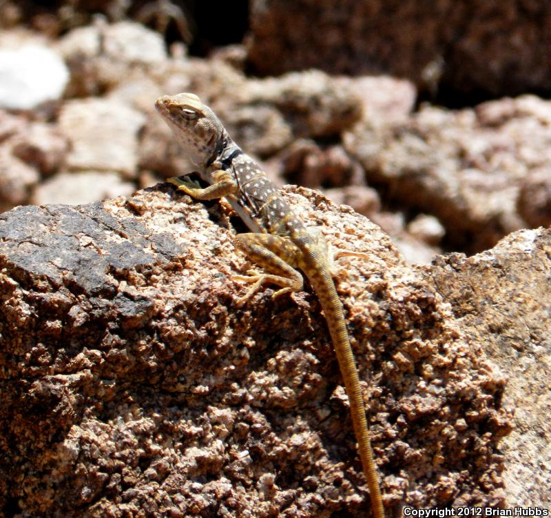 Sonoran Collared Lizard (Crotaphytus nebrius)