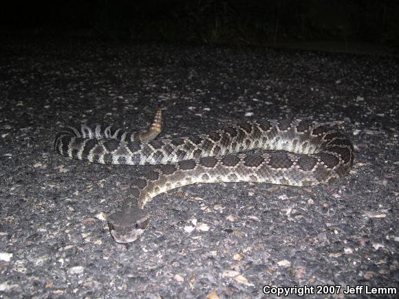 Southern Pacific Rattlesnake (Crotalus oreganus helleri)