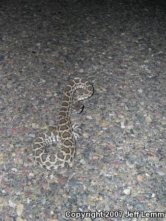 Southern Pacific Rattlesnake (Crotalus oreganus helleri)