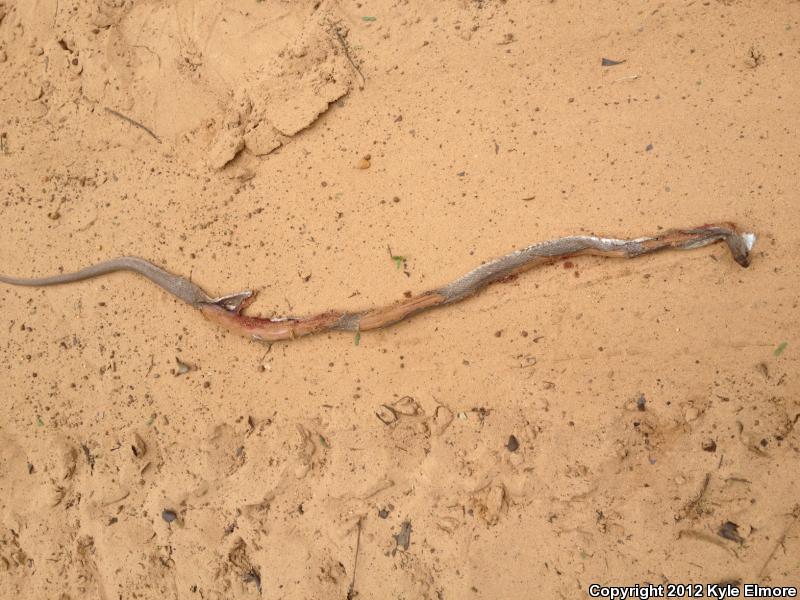 Tan Racer (Coluber constrictor etheridgei)