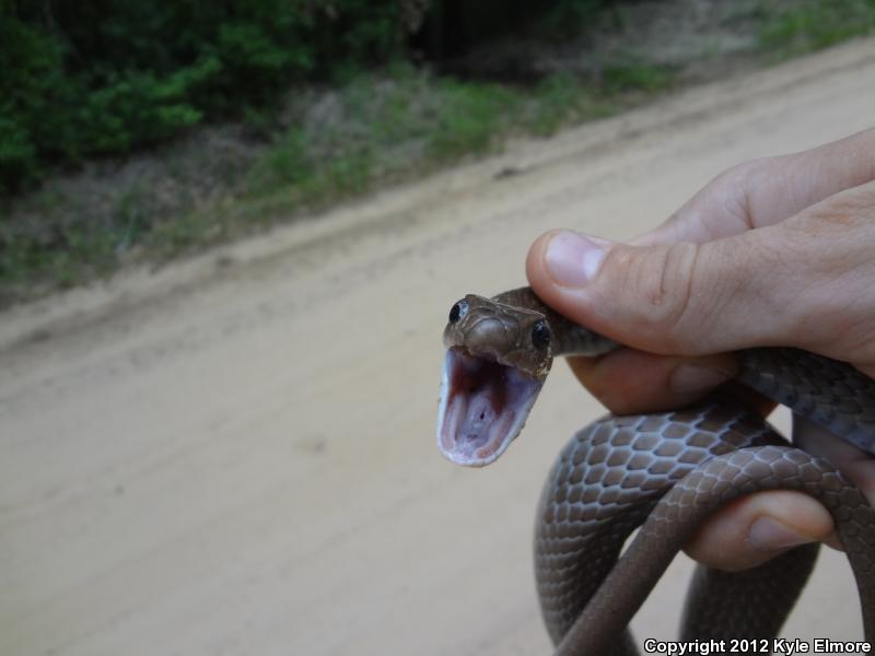 Tan Racer (Coluber constrictor etheridgei)