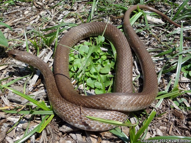 Tan Racer (Coluber constrictor etheridgei)