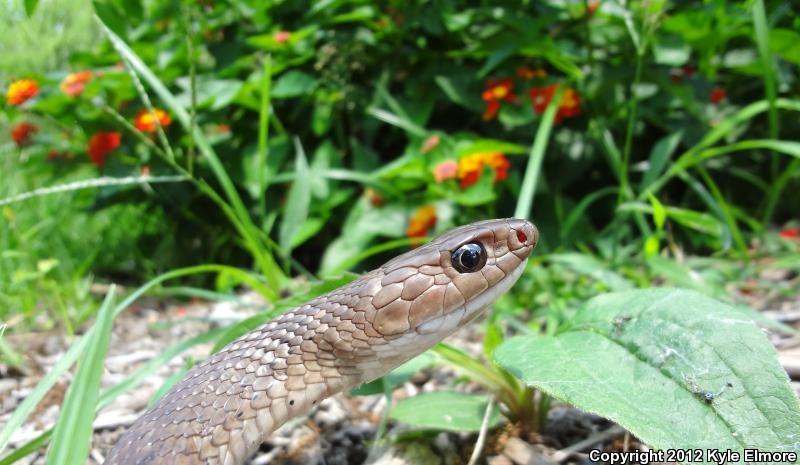 Tan Racer (Coluber constrictor etheridgei)