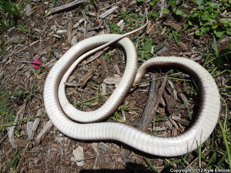 Tan Racer (Coluber constrictor etheridgei)