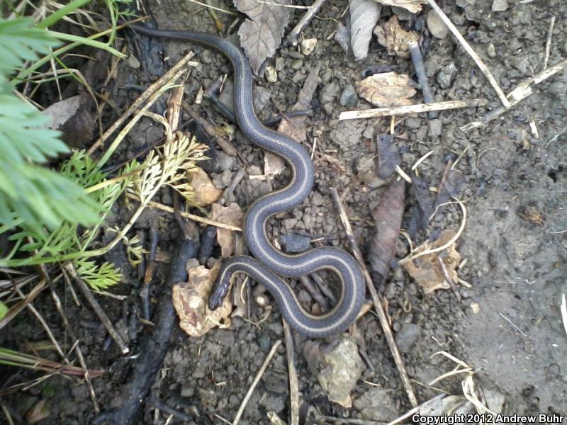 Butler's Gartersnake (Thamnophis butleri)